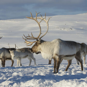 Porucha u Ježíškových saní