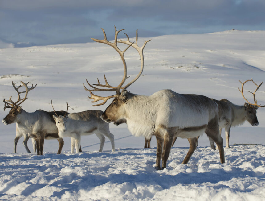 Porucha u Ježíškových saní