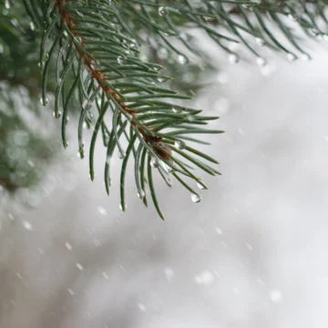 Počasí o Vánocích v Česku: bude letos sníh, nebo teplá zima?